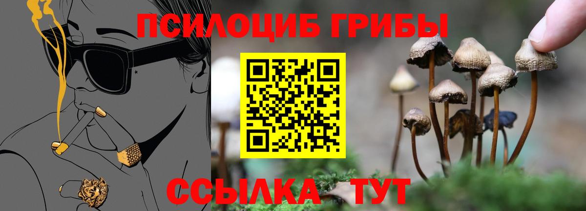 Псилоцибиновые грибы Psilocybine cubensis Бийск